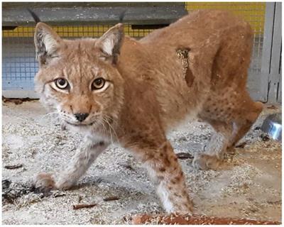 Case report: Canine distemper virus infection as a cause of central nervous system disease in a Eurasian lynx (Lynx lynx)